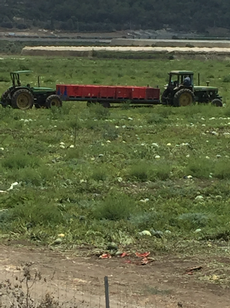 A watermelon field near Zichron Ya'acov
