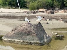 the seagulls on a rock at Grand Beach. They are used to people that they didnt fly away when I approached